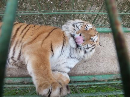 Animale noi, aduse din Cehia şi Slovacia: Lupi arctici şi tigri siberieni la Zoo Oradea (FOTO)