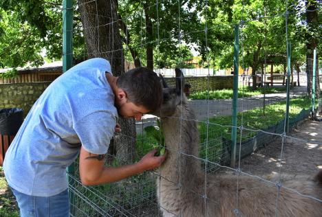 Cu Zoo la plimbare: Se decide noul amplasament al Grădinii Zoologice. Ultima variantă, pădurea Nojoridului