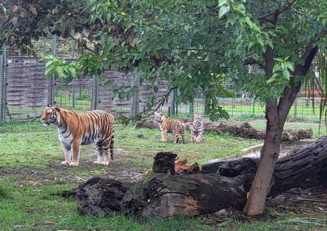 Păduri migratoare: Primăria Oradea vrea să mute Zoo în pădurea Nojorid și începe negocierile pentru amplasament