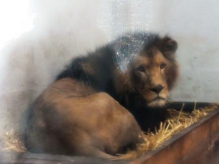 Cadou de la Nyíregyháza: Zoo Oradea a primit o leoaică, patru antilope şi un vultur (FOTO/VIDEO)