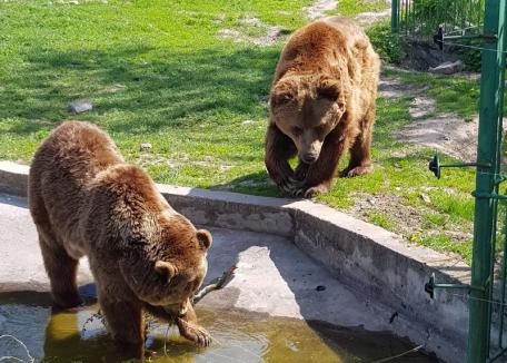 ADP: Se redeschide Zoo Oradea