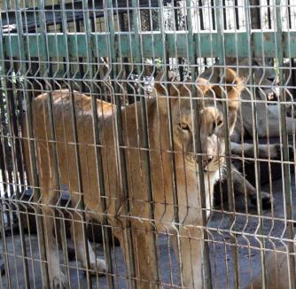 Grădina Zoologică - 'salvată' de Guvern prin evacuare, acuză deputatul Lucia Varga 