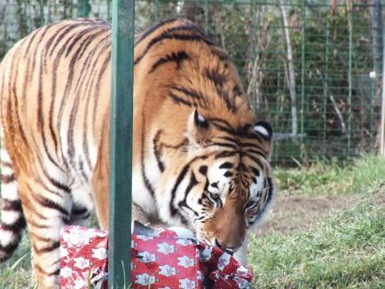 Crăciunul animalelor la Zoo Oradea (FOTO)