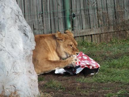 Crăciunul animalelor la Zoo Oradea (FOTO)