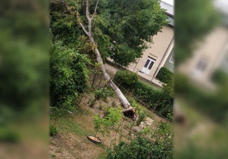 Copac smuls de vânt din rădăcini, pe strada Italiană din Oradea