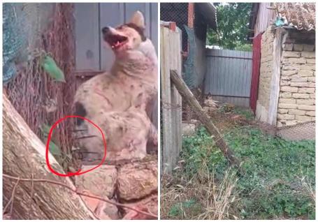 Cruzime extremă în Bihor: câine bătut cu furca în Diosig, agresorul a fost reținut