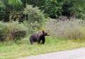 Vine ursul! Urșii dau târcoale în jurul Oradiei și ar putea ajunge în curând chiar și pe străzile din oraș (FOTO/VIDEO)