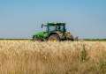 Mai mult, dar mai slab: În Bihor, recolta de grâu este mai mare, dar de calitate inferioară, din cauza secetei și arșiței
