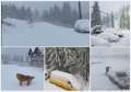 Turiști blocați în Padiș, din cauza ninsorii: „Așteptăm mașinile de deszăpezit, până atunci ne bucurăm de zăpadă” (FOTO/VIDEO)