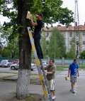 Studenţii umblă după păsărici: au montat 15 căsuţe pentru zburătoare pe strada Universităţii (FOTO)