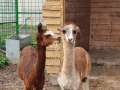 Două exemplare de alpaca, la Zoo Oradea (FOTO)