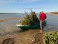 Acțiune ecologistă inedită: Brazi de Crăciun, aruncați într-un lac din Bihor, ca să devină adăpost pentru pești (FOTO/VIDEO)