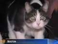 O pisică a fost chemată să fie jurat într-un proces