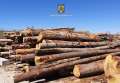 Captură importantă de lemne fără acte, făcută în Bihor în doar câteva ore! Doi tineri transportatori s-au ales cu amenzi