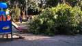 Un copac a căzut peste locul de joacă din Parcul 1 Decembrie din Oradea (VIDEO)