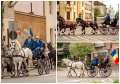 Paradă de atelaje cu 2 și 4 cai, duminică, în Oradea