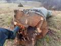 'Moşneag' sacrificat: Un arbore secular dintr-o arie protejată din Bihor a fost tăiat ilegal şi apoi abandonat (FOTO)