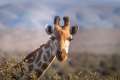Girafele, pe cale de dispariție. Cu ce amenințări se confruntă