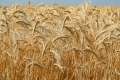 Importurile de grâu, porumb, floarea-soarelui și rapiță din Ucraina sunt interzise în România până pe 5 iunie