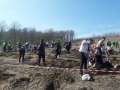 Cea mai mare împădurire din Bihor: 18.000 de puieți au fost plantaţi în Sârbi! (FOTO / VIDEO)