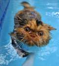 Pisica ce adoră să înoate (VIDEO)