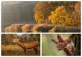 Bihorul sălbatic: 8 fotografi orădeni promovează imagini cu natura județului (FOTO/VIDEO)