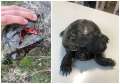 Călcată de o mașină în Oradea, o broască țestoasă a fost salvată la Târgu Mureș