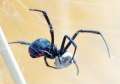 Muşcăturile de păianjeni: Ce să faci dacă ești atacat de Văduva Neagră