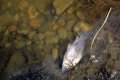 Prădător sau neglijenţă? Zeci de peşti morţi au fost adunaţi din lacul amenajat în Parcul Salca (FOTO)