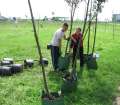 Au plantat 50 de arbori pentru aer mai curat (FOTO)