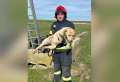 Un câine şi mai mulți boboci de raţă sălbatică, salvaţi de pompieri în Oradea şi Livada