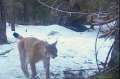 Sălbăticiuni în mediul lor: Râși și lupi, surprinși de camerele de filmat din Parcul Apuseni (VIDEO)