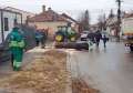 Cinci arbori de pe o stradă din Oradea au fost tăiați. USR acuză o „criză verde” în oraș