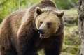 O tânără a murit după ce a fost atacată de urs pe un traseu turistic din Bucegi