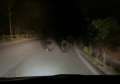 Trei urși filmați în timp ce fug, pe o șosea din Bihor (VIDEO)