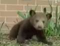 Ursuleţul Hapciu: strănută de 30 de ori în jumătate de minut (VIDEO)