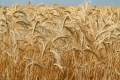 România ar putea prelungi interdicția pentru importurile de cereale din Ucraina până în septembrie