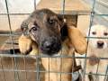 Au reușit! S-au strâns peste 10.000 de semnături pentru „Misiunea Grivei”, inițiativa cetățenească prin care se cer condiții mai bune în adăpostul de câini