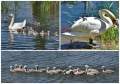 „Creșa” de pe Criș: O familie de lebede din Oradea își etalează pe râu cei 15 pui! (FOTO)