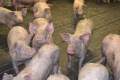 DSVSA a ridicat restricțiile! În Bihor nu mai există niciun focar activ de pestă porcină africană la porcii domestici