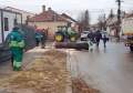 Cinci arbori de pe o stradă din Oradea au fost tăiați. USR acuză o „criză verde” în oraș