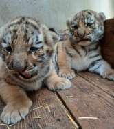 Zoo Oradea, „pepinieră” de tigri siberieni: Alți doi pui au venit pe lume (FOTO)