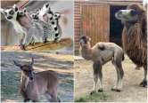 Premieră la Zoo Oradea: S-a născut un pui de cămilă bactriană (FOTO)