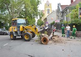 Tăieri fără plantări: Primăria Oradea nu-și respectă propriul regulament privind plantarea de noi arbori
