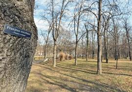 Socoteala verde: Aproape 30.000 de copaci au dispărut din Oradea în ultimul deceniu