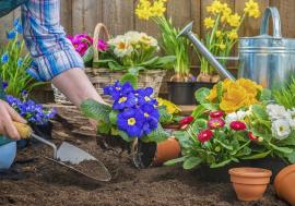 Start la grădinărit! Cei care vor să aibă grădina rodnică peste vară trebuie să înceapă de pe-acum munca. Ce e de făcut?