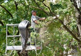 Copaci în așteptare: Primăria Oradea, pusă la plată pentru că întârzie să toaleteze arborii periculoși