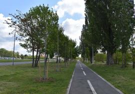 Socoteala verde: În ultimii 12 ani, Primăria Oradea a plantat 26.000 de arbori şi a pus la pământ aproape 8.000