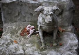 Ultima plimbare: Doi tineri amenajează primul cimitir din Bihor dedicat animalelor 
