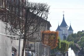 Ne enervează: Copacii „pătrați” de pe strada Vasile Alecsandri se usucă